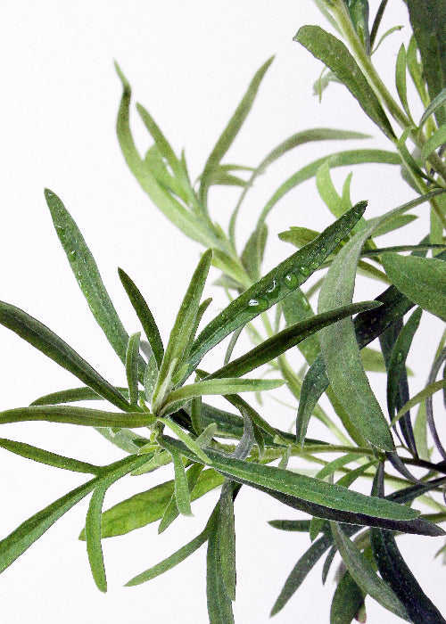 Bio Estragon (Artemisia dracunculus) - Topfpflanze