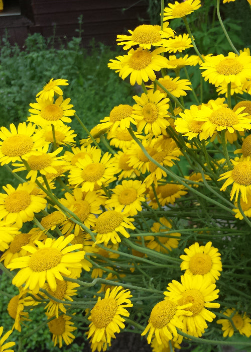 Bio Färberkamille (Anthemis tinctoria) - Topfpflanze