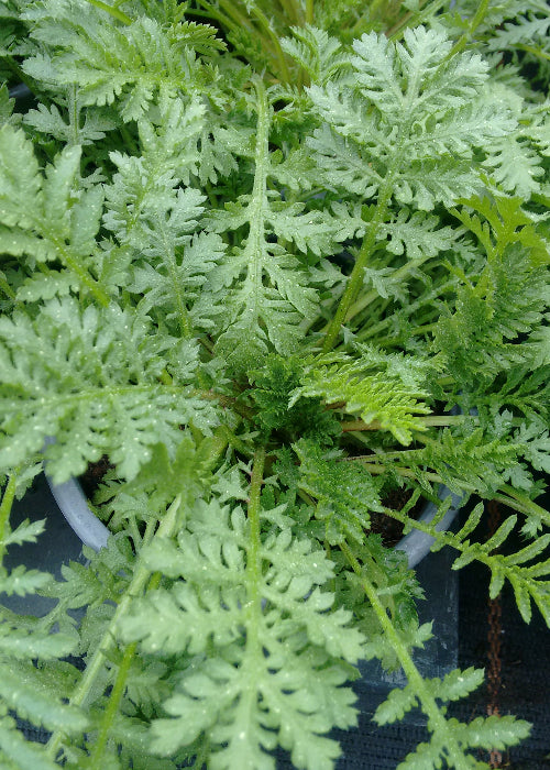 Bio Färberkamille (Anthemis tinctoria) - Topfpflanze