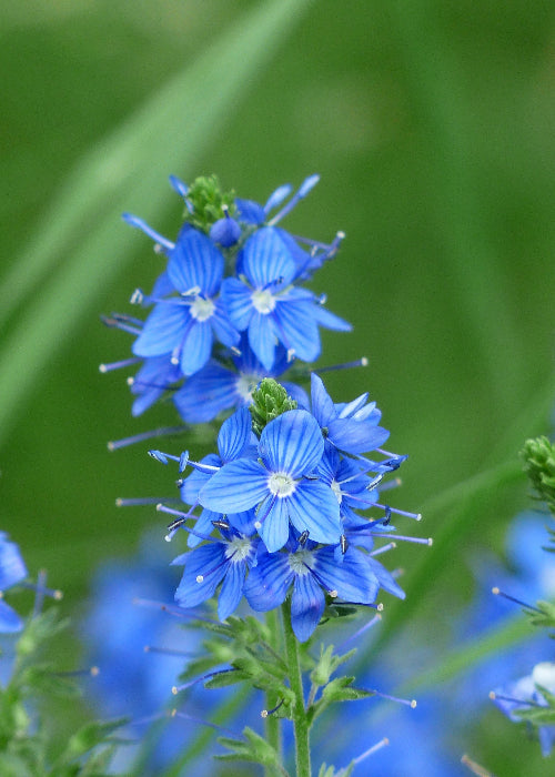 Bio Großer Ehrenpreis (Veronica teucrium) - Topfpflanze