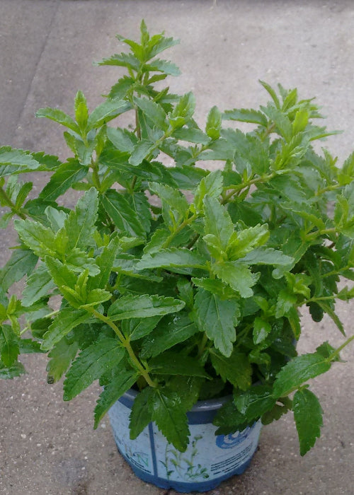 Bio Großer Ehrenpreis (Veronica teucrium) - Topfpflanze