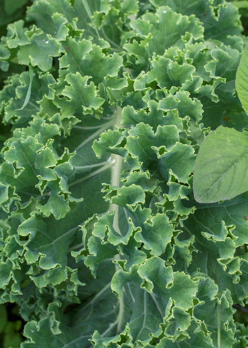 Bio Grünkohl (Brassica oleracea var. sabellica) - Topfpflanze