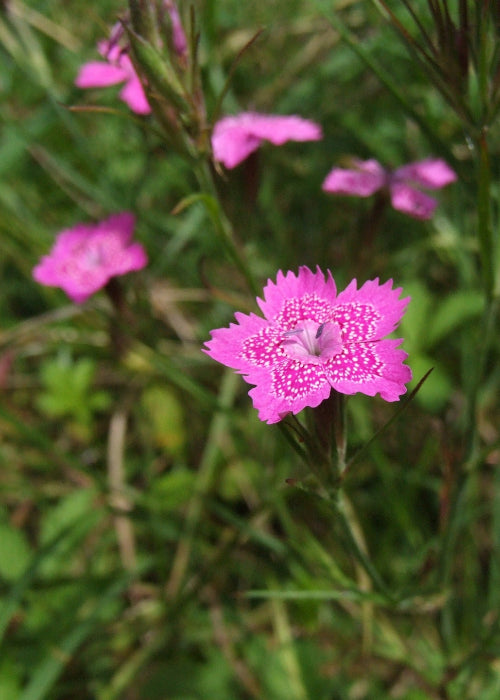 Bio Heide-Nelke (Dianthus deltoides) - Topfpflanze