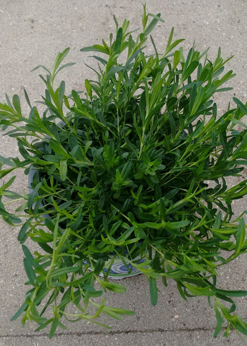 Bio Heide-Nelke (Dianthus deltoides) - Topfpflanze