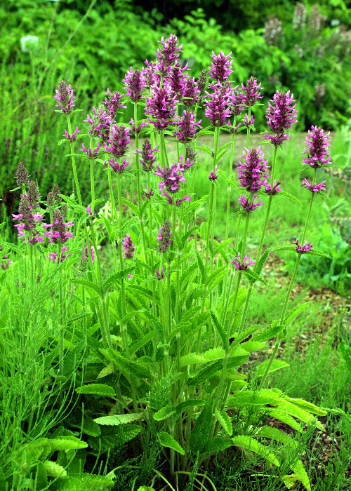 Bio Heil-Ziest (Betonica officinalis) - Topfpflanze