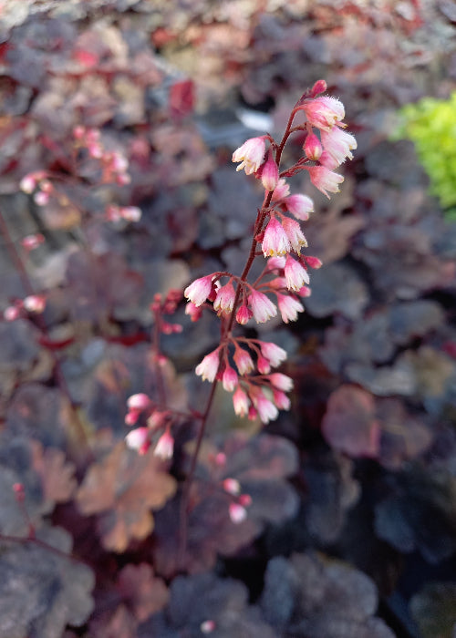Bio Purpurglöckchen verschiedene Farben (Heuchera americana) - Topfpflanze