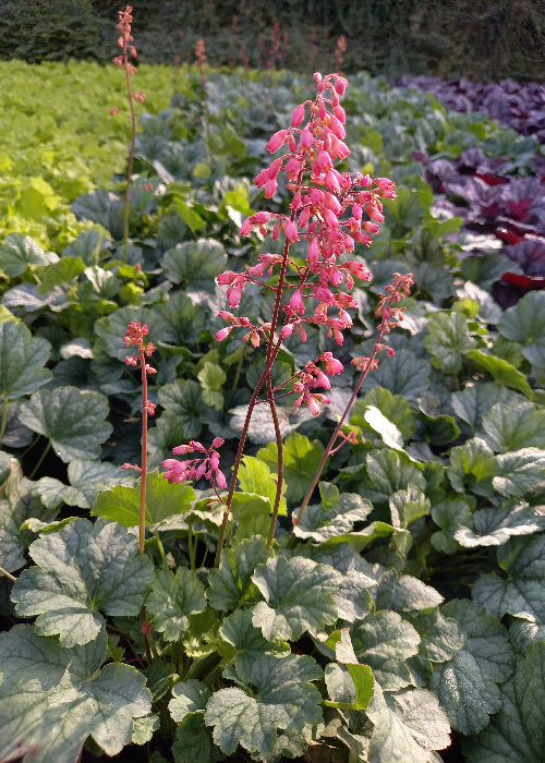 Bio Purpurglöckchen verschiedene Farben (Heuchera americana) - Topfpflanze
