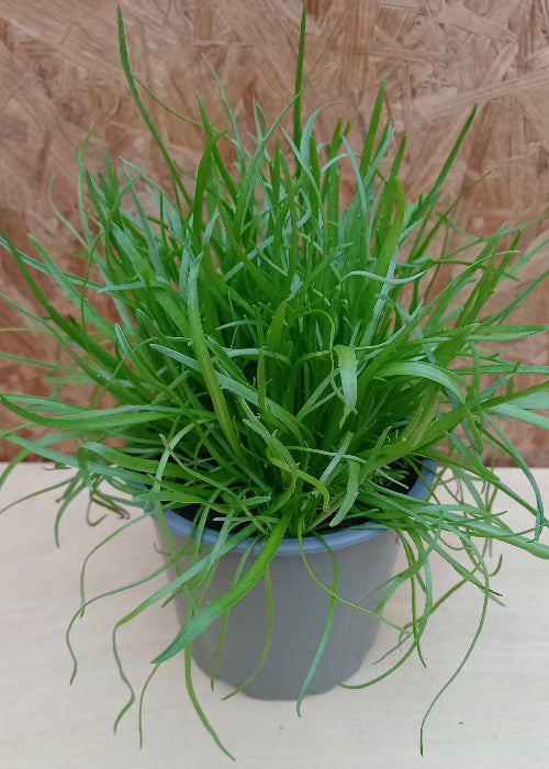 Bio Hirschhornwegerich (Plantago coronopus) - Topfpflanze