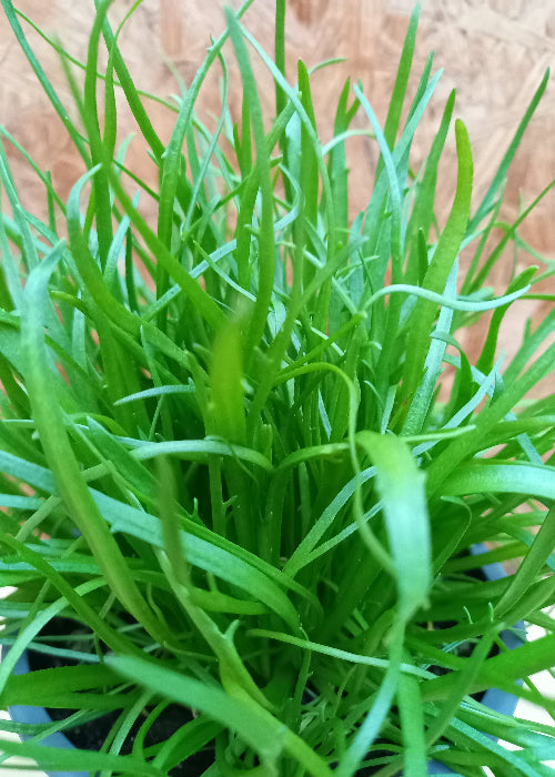 Bio Hirschhornwegerich (Plantago coronopus) - Topfpflanze