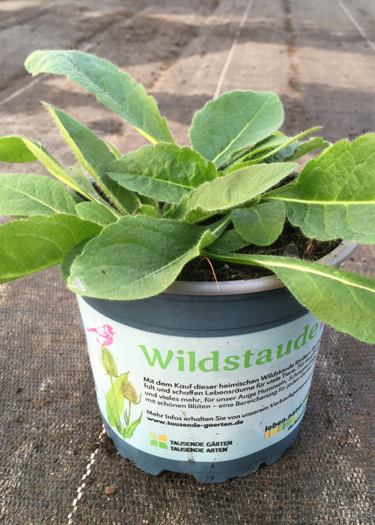 Bio Acker-Witwenblume (Knautia arvensis) - Topfpflanze