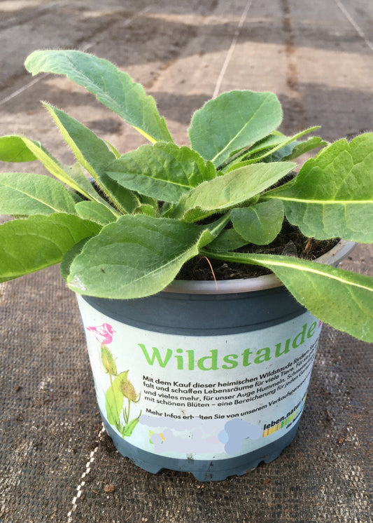 Bio Acker-Witwenblume (Knautia arvensis) - Topfpflanze