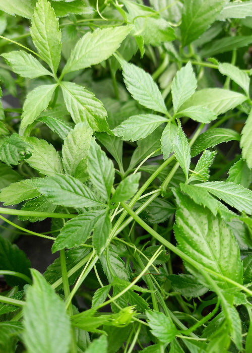 Bio Jiaogulan (Gynostemma pantaphyllum) - Topfpflanze