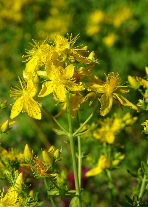 Bio Johanniskraut (Hypericum perforatum) - Topfpflanze