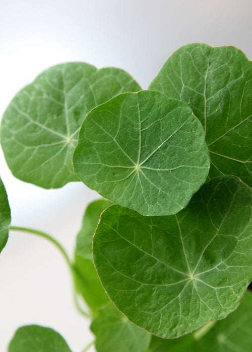 Bio Kapuzinerkresse (Tropaeolum majus) - Topfpflanze