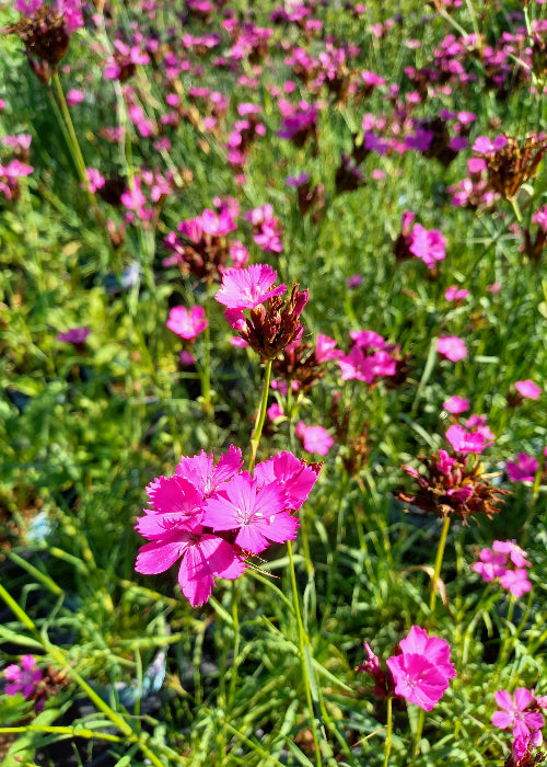 nelken topfpflanze Bio Kartäuser-Nelke (Dianthus carthusianorum)