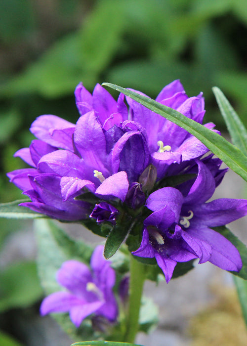 Bio Knäuel-Glockenblume (Campanula glomerata) - Topfpflanze