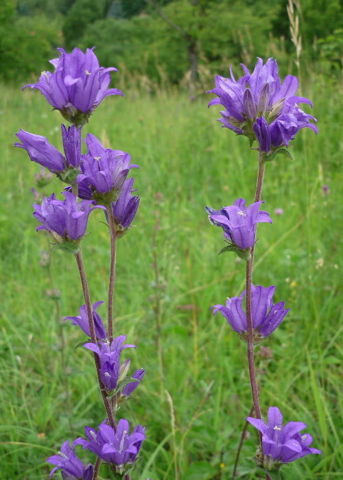 Bio Knäuel-Glockenblume (Campanula glomerata) - Topfpflanze