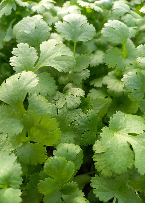 Bio Koriander (Coriandrum sativum) - Topfpflanze