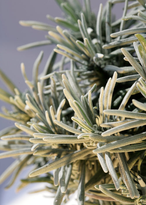 Bio Lavendel "Hidcote Blue" (Lavandula angustifolia) - Topfpflanze