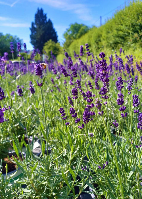 Bio Lavendel "Hidcote Blue" (Lavandula angustifolia) - Topfpflanze