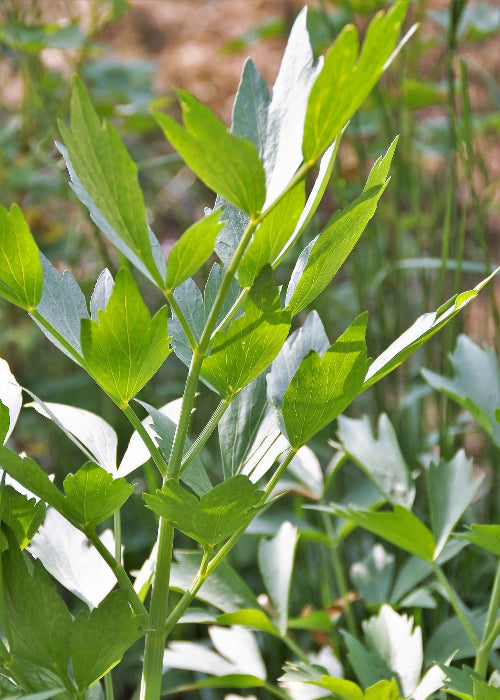 Bio Liebstöckel (Levisticum officinale) - Topfpflanze
