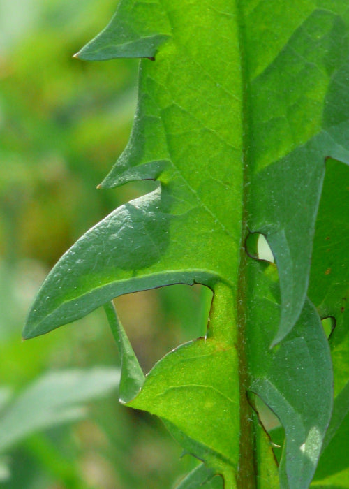 Bio Löwenzahn (Taraxacum officinale) - Topfpflanze