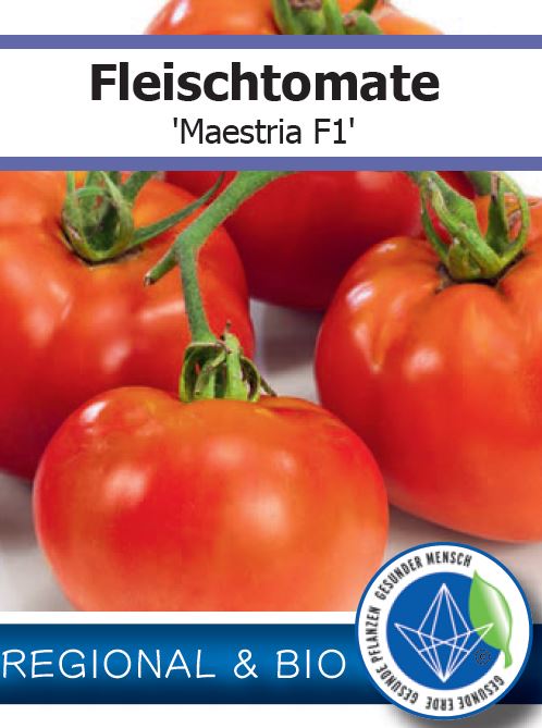 Bio Tomate 'Maestria F1' (Solanum lycopersicum) - Topfpflanze, Versand ab KW17