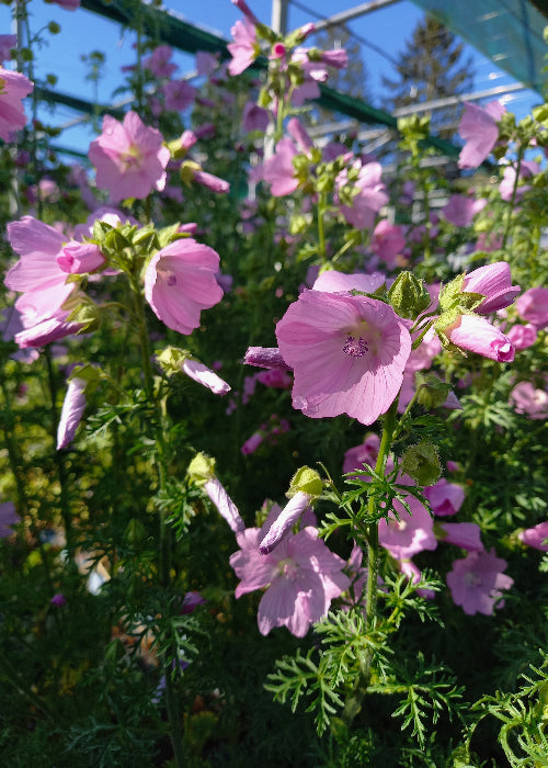 Bio Moschus-Malve (Malva moschata) - Topfpflanze