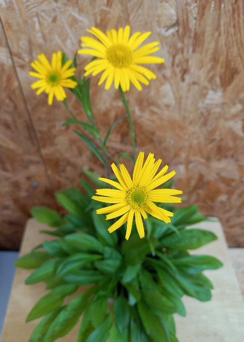 Bio Ochsenauge (Buphthalmum salicifolium) - Topfpflanze