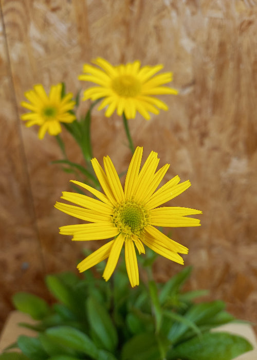 Bio Ochsenauge (Buphthalmum salicifolium) - Topfpflanze