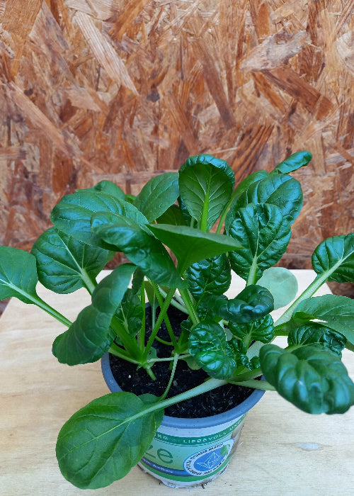 Bio Rosetten Pak Choi 'Tatsoi' (Brassica rapa var. rosularis) - Topfpflanze