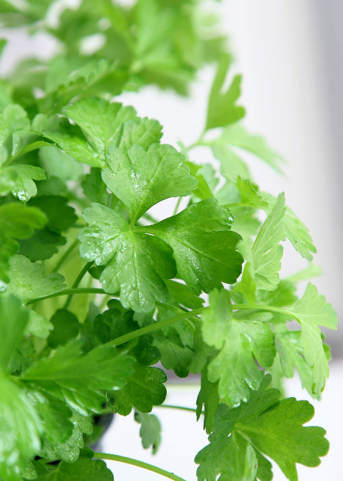 Bio Petersilie, glatt (Petroselinum crispum) - Topfpflanze