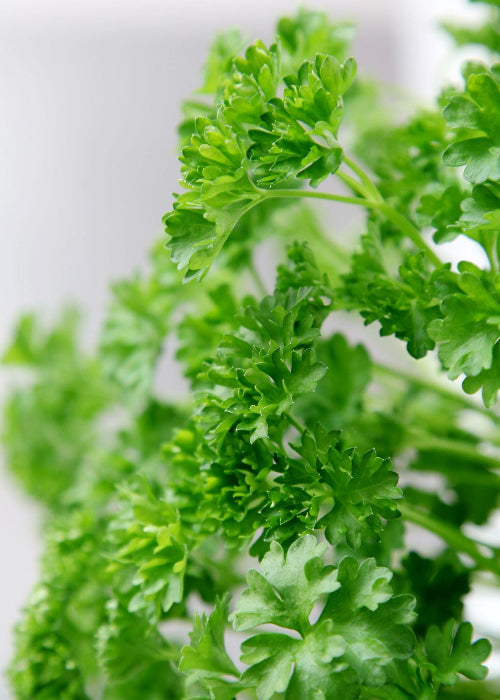 Bio Petersilie, krauss (Petroselinum crispum) - Topfpflanze