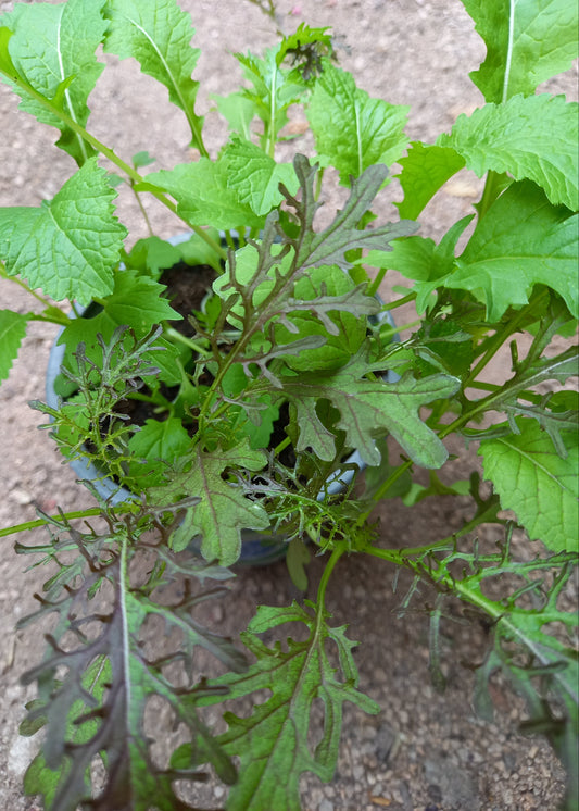 Bio Asiasalat 'Pikantes Quartett' - Topfpflanze