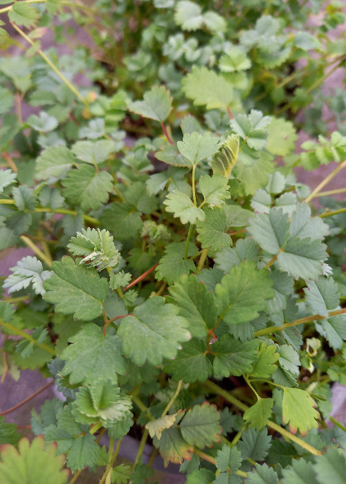 Bio Pimpinelle (Pimpinella sanquisorba minor) - Topfpflanze