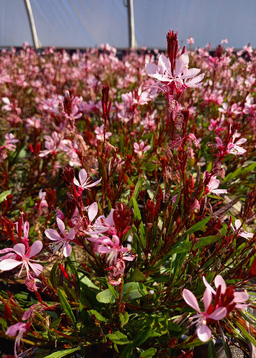 Bio Prachtkerze (Gaura lindheimeri) - Topfpflanze
