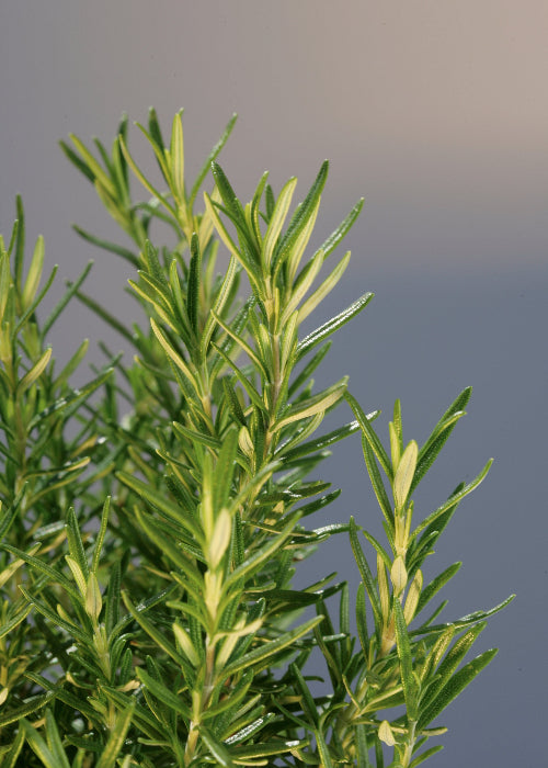 Bio Rosmarin (Rosmarinus officinalis) - Topfpflanze
