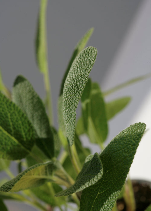 Bio Salbei (Salvia officinalis) - Topfpflanze