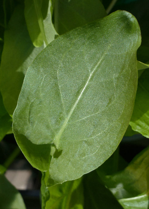 Bio Sauerampfer (Rumex x acetosa) - Topfpflanze