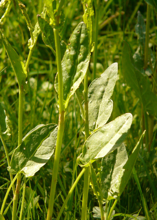 Bio Sauerampfer (Rumex x acetosa) - Topfpflanze
