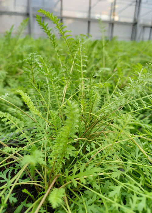 Bio Schafgarbe (Achillea millefolium) - Topfpflanze