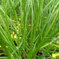 Bio Schnittknoblauch (Allium tuberosum) - Topfpflanze