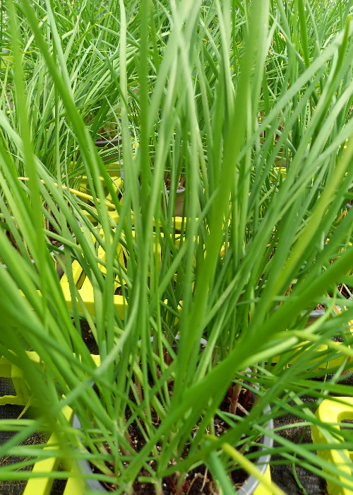 Bio Schnittknoblauch (Allium tuberosum) - Topfpflanze