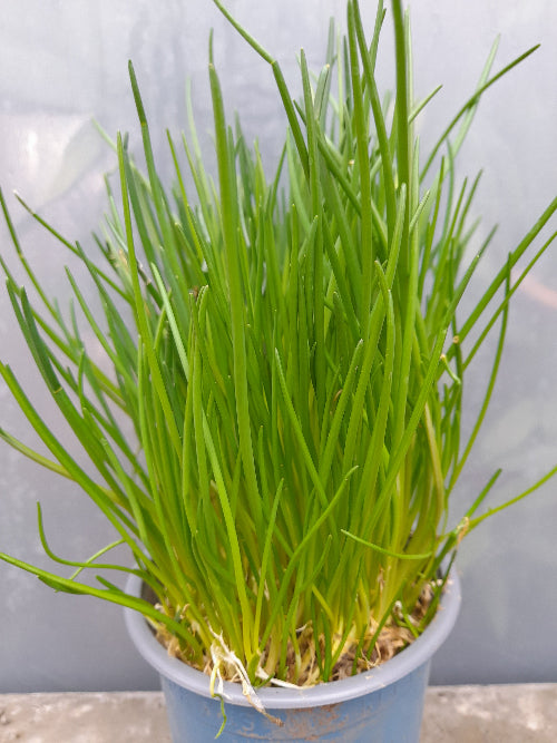 Bio Schnittlauch (Allium schoenoprasum) - Topfpflanze