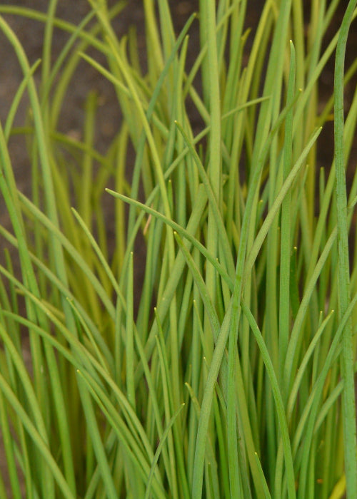 Bio Schnittlauch (Allium schoenoprasum) - Topfpflanze