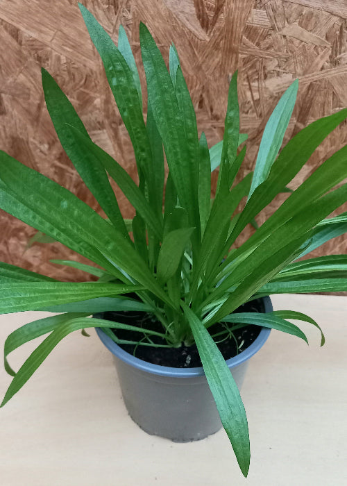 Bio Spitzwegerich (Plantago lanceolata) - Topfpflanze