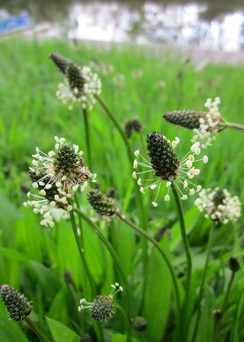 Bio Spitzwegerich (Plantago lanceolata) - Topfpflanze
