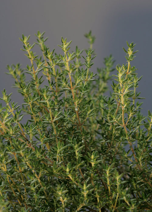 Bio Thymian (Thymus vulgaris) - Topfpflanze