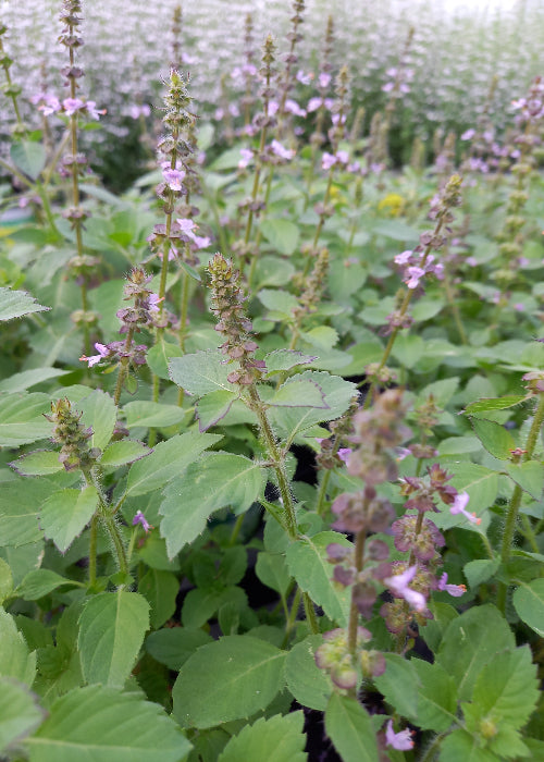 Bio Tulsi - Heiliges Basilikum (Ocimum tenuifolium) - Topfpflanze