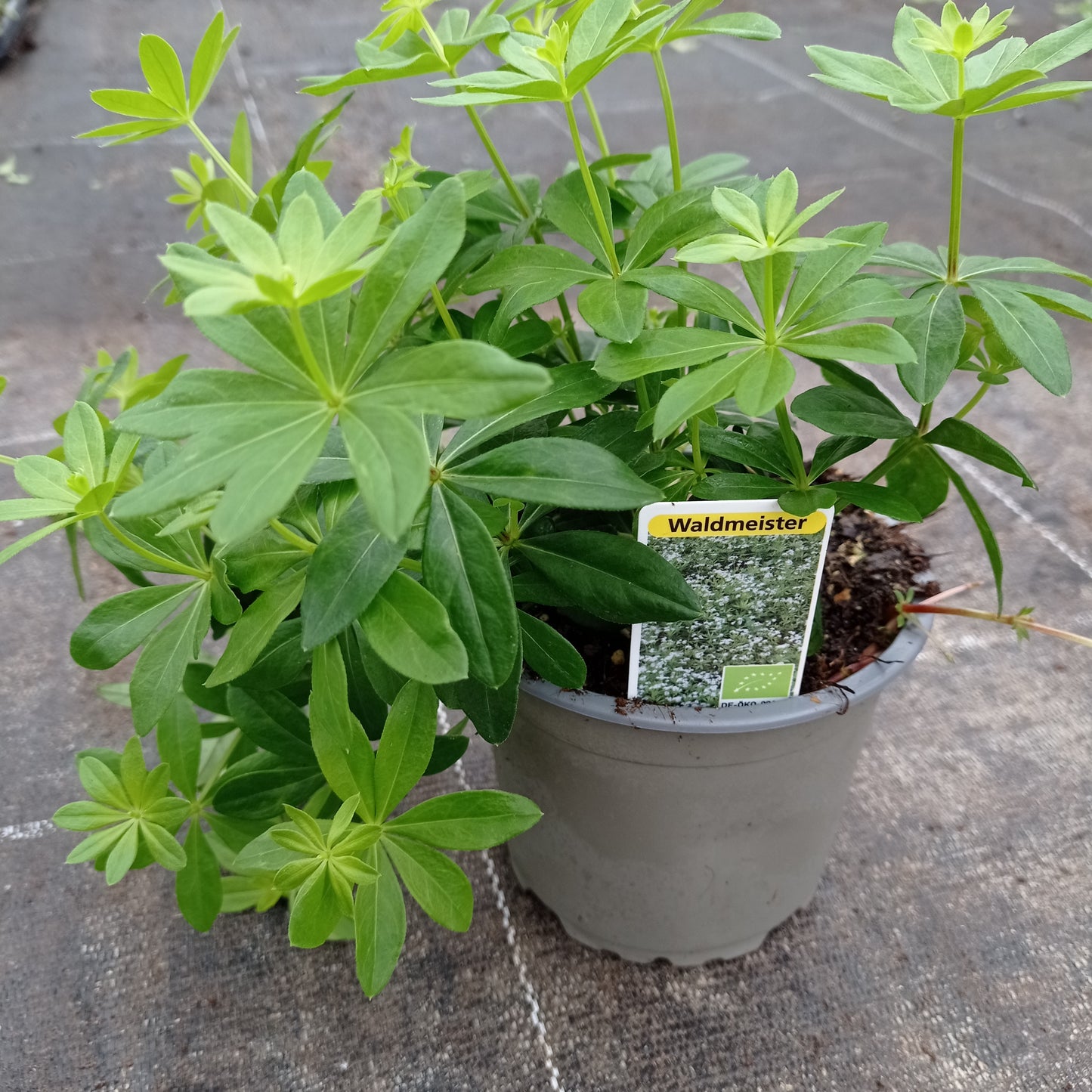 Bio Waldmeister "Galium odoratum" Topfpflanze